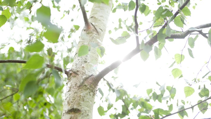 undefinedLight through trees